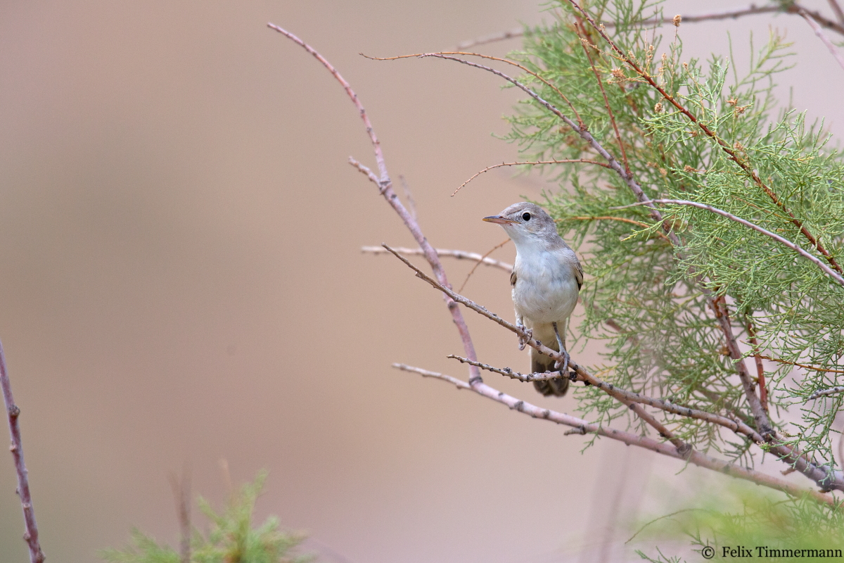 Upchers Warbler