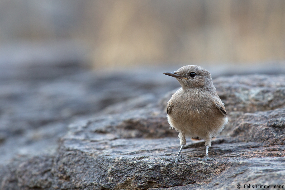 Persian Wheatear