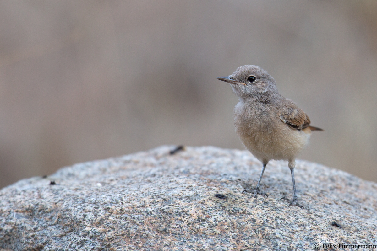 Persian Wheatear