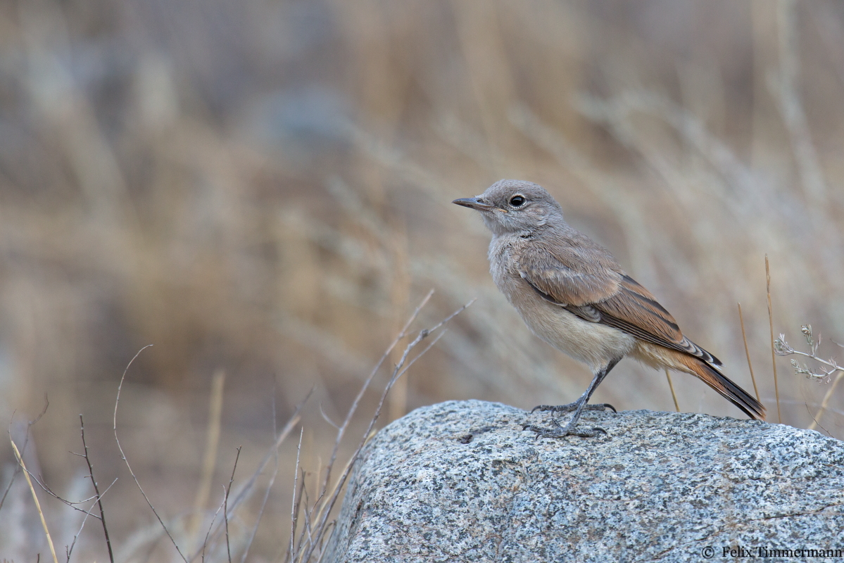 Persian Wheatear