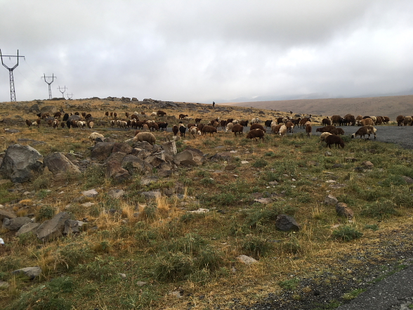 Common sight in Armenia - sheep everywhere