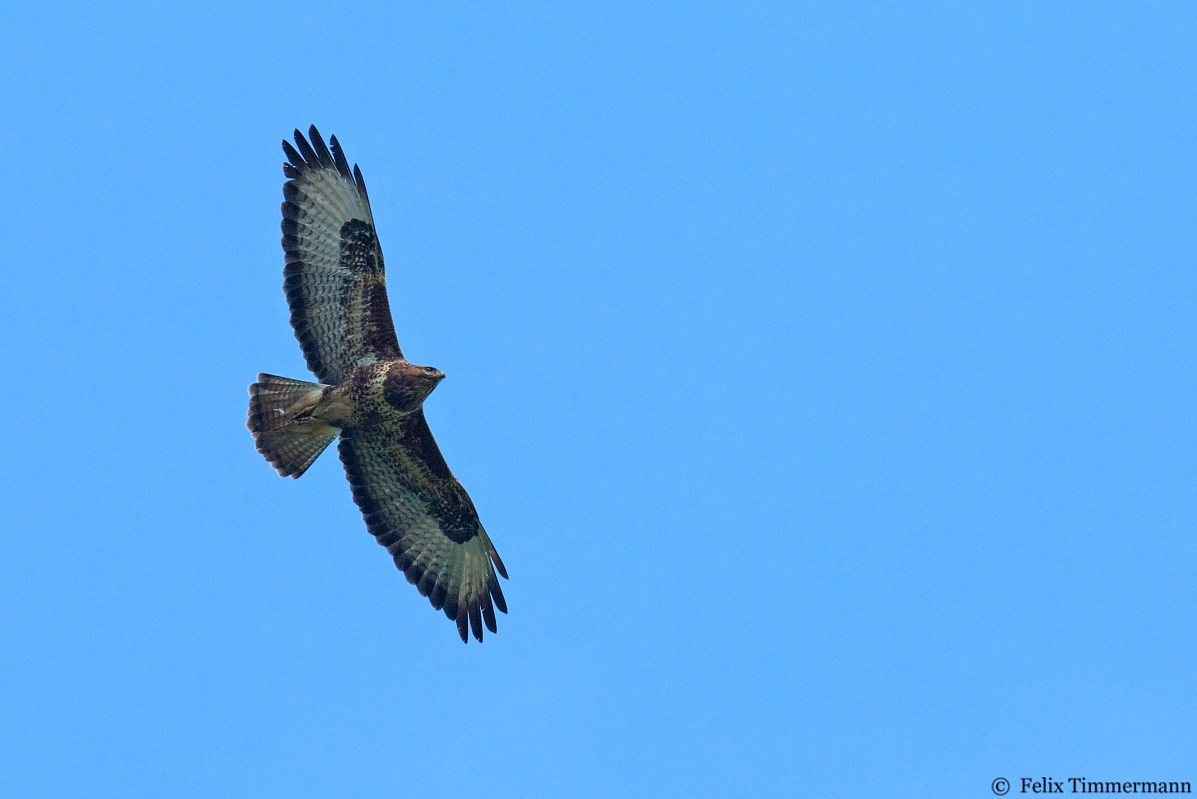 Steppe Buzzard