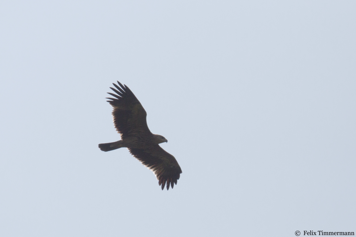 Eastern Imperial Eagle