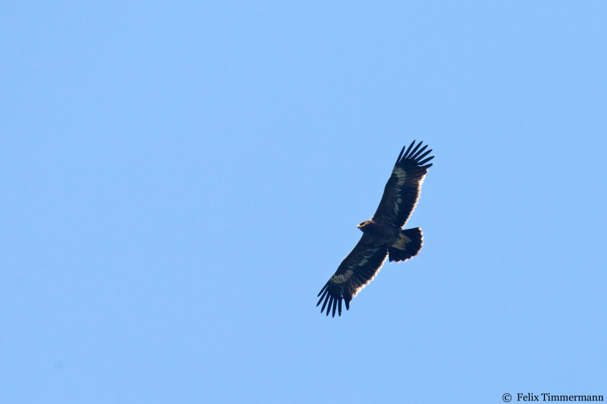 Steppe Eagle