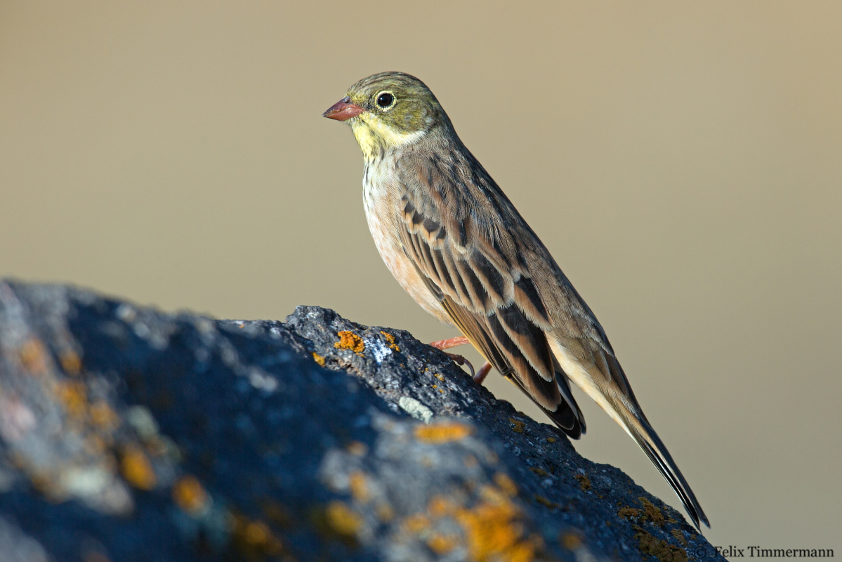 Ortolan Bunting