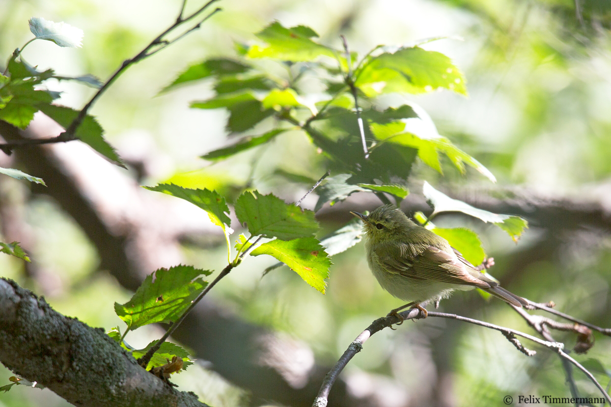 Green Warbler