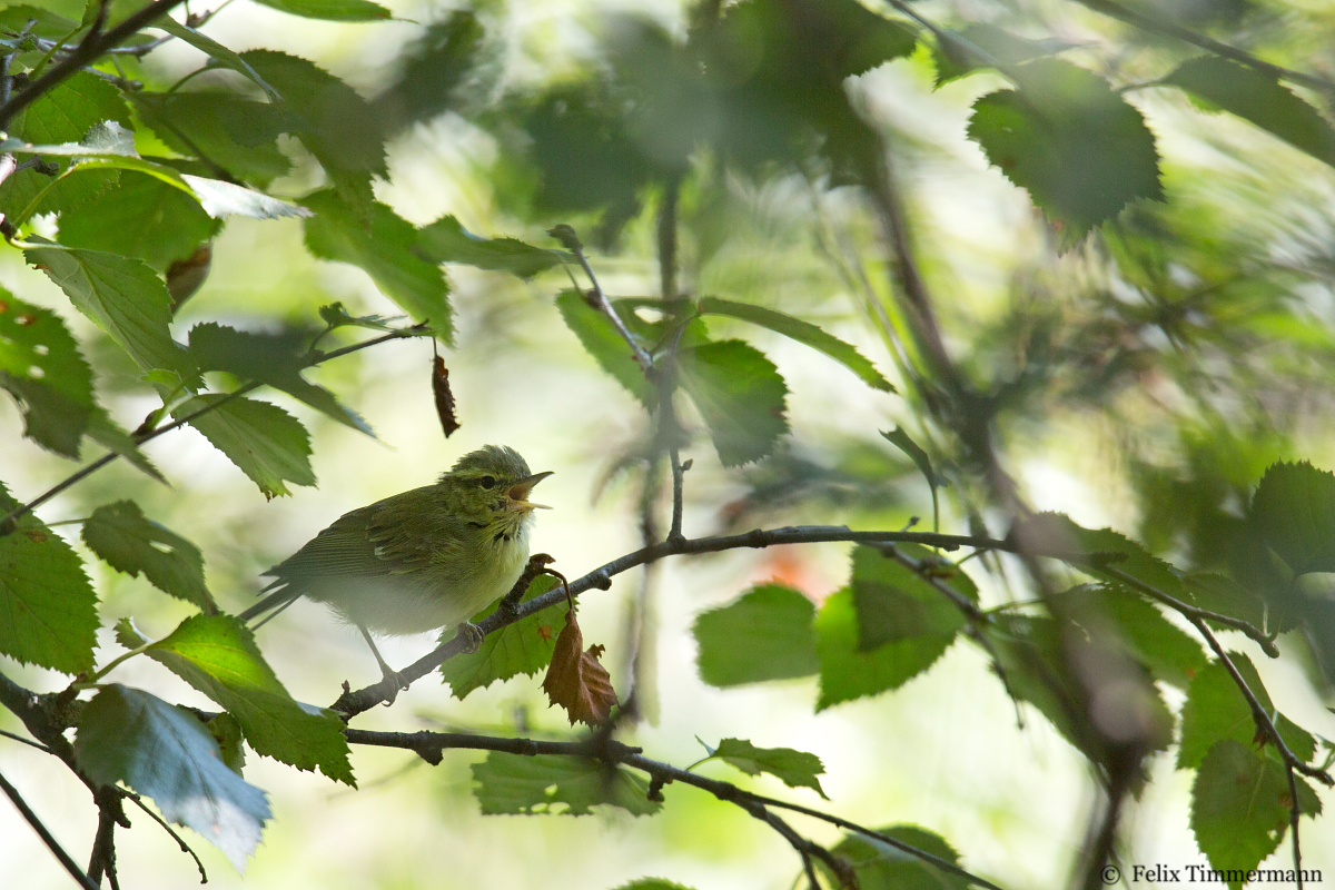 Green Warbler