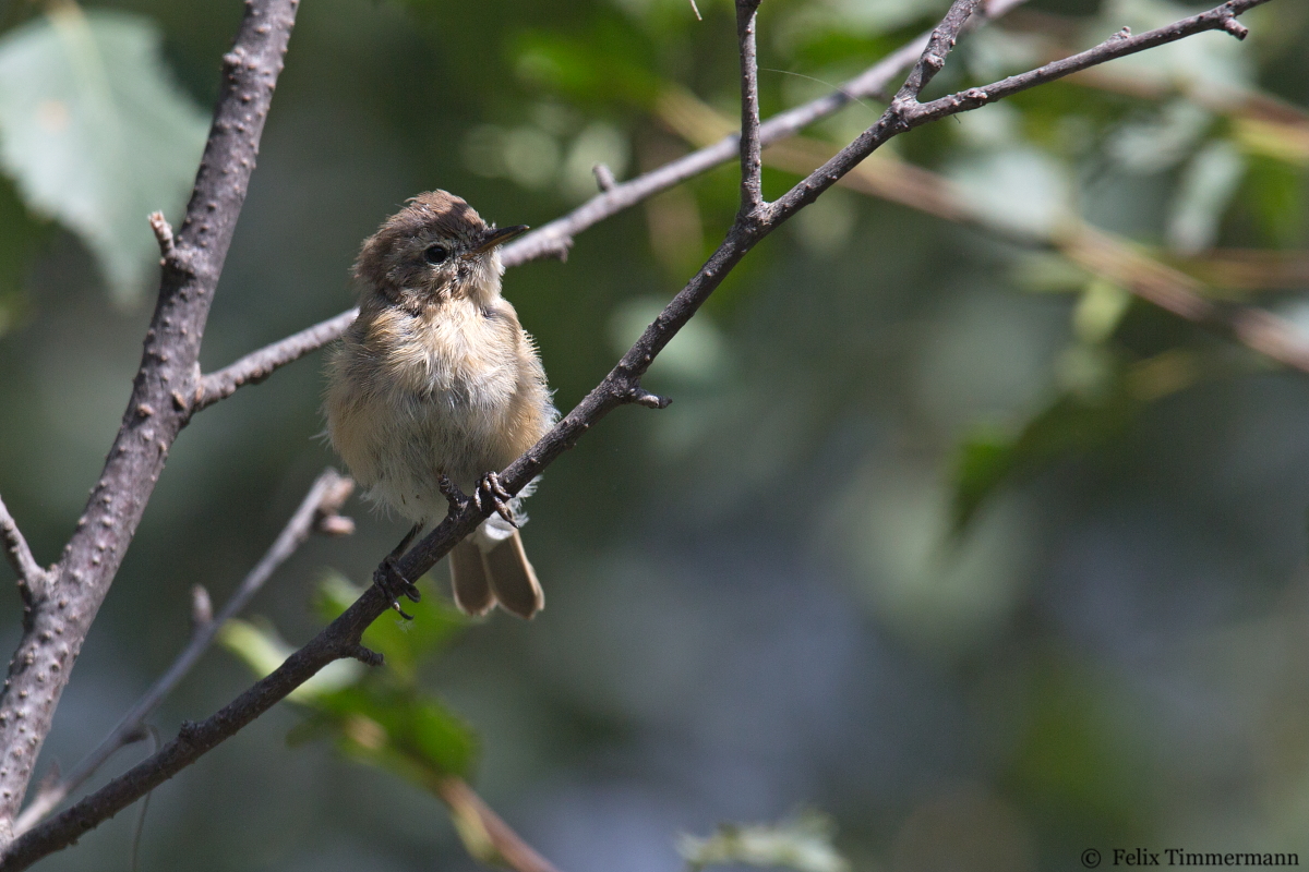 Mountain Chiffchaff