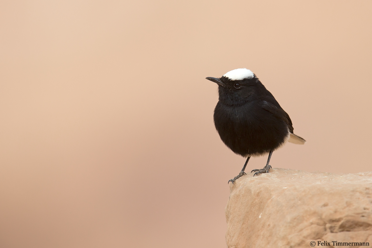 White-crowned Wheatear