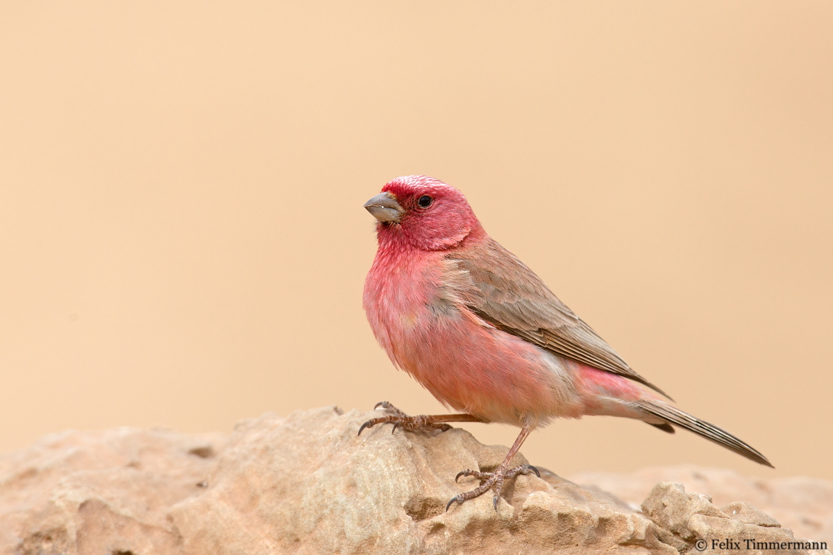 Sinai Rosefinch