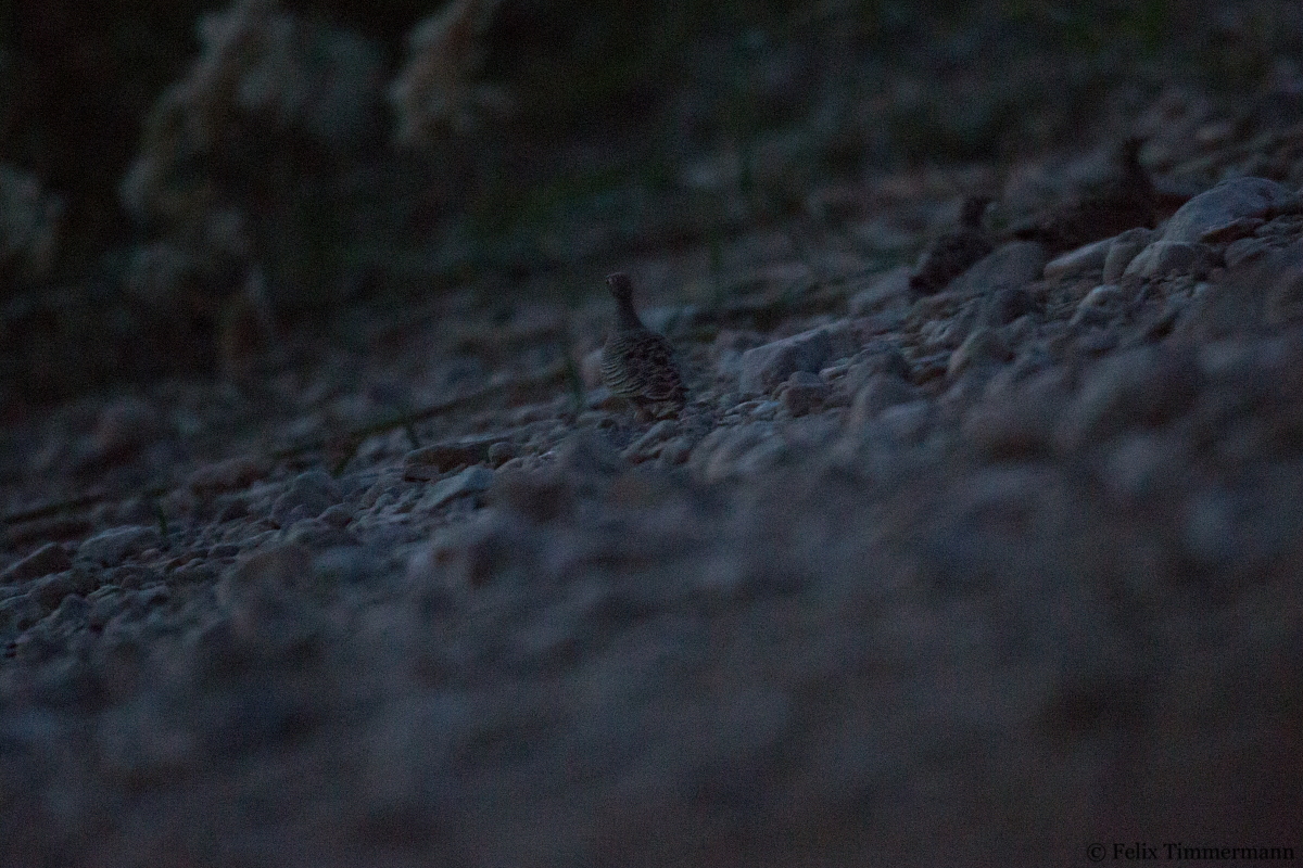 Liechtensteins Sandgrouse