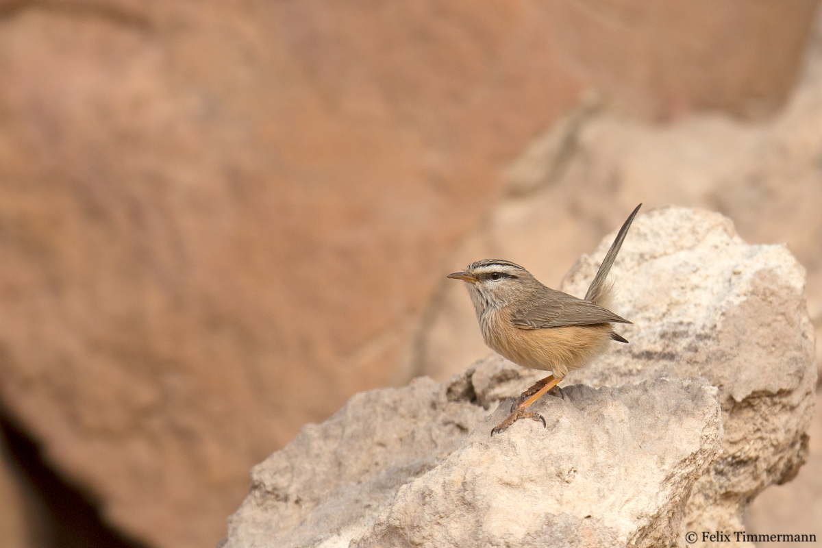 Levant Scrub Warbler