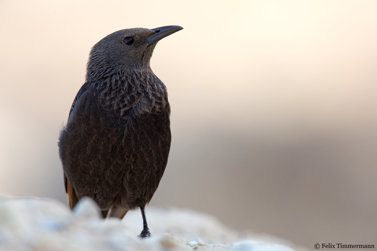 Tristrams Grackle