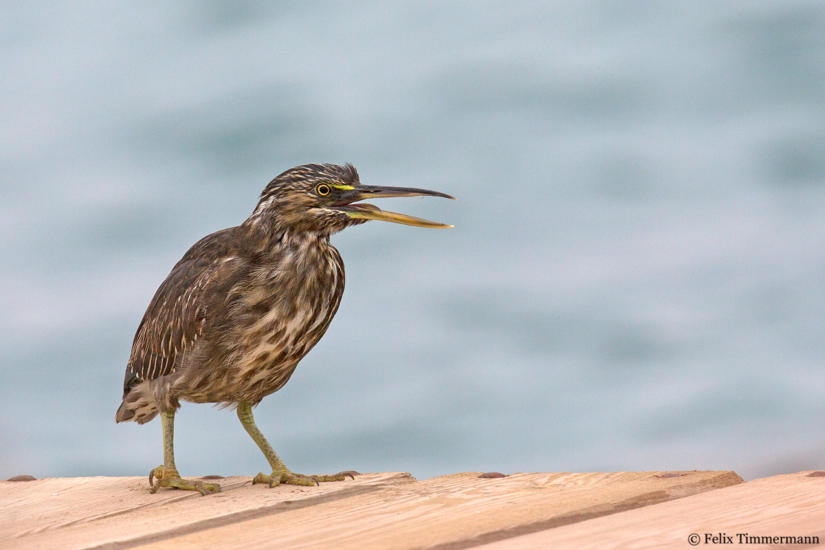 Striated Heron