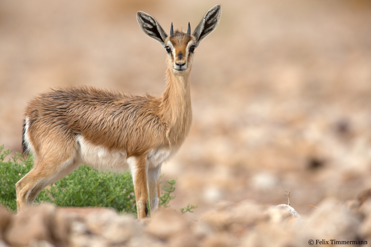 Dorcas Gazelle