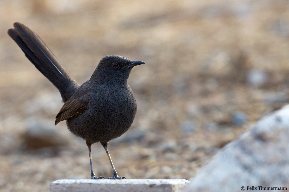 Black Scrub Robin