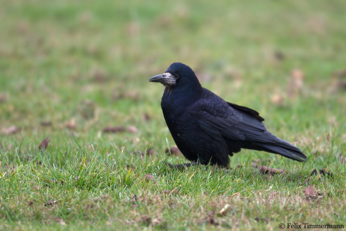 Rook