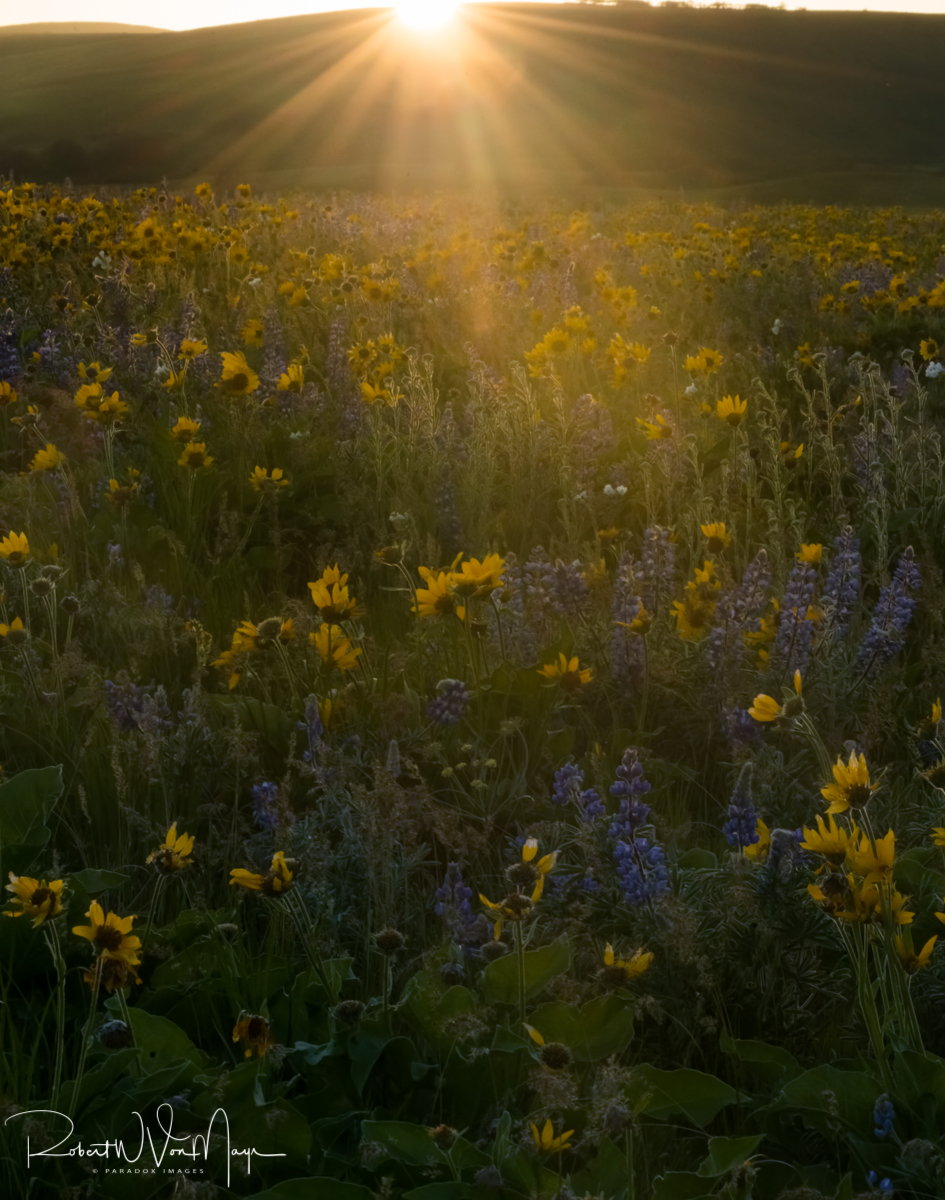 Wildflower Sunset