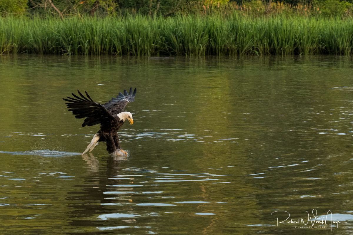 Eagle Catching