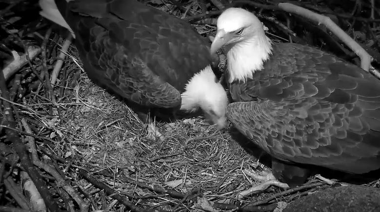 Jan 5, eagle parents on nest, rebuilding & getting ready