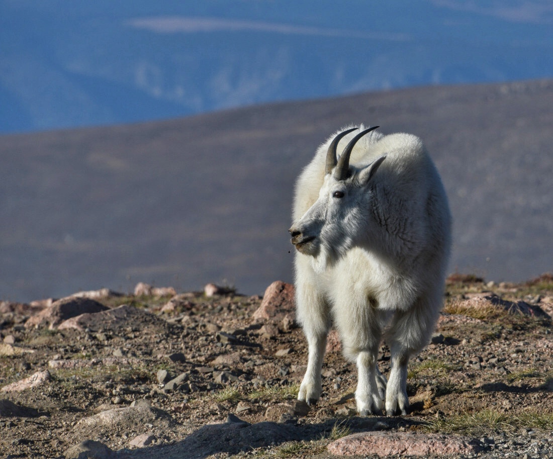 Mountain Goat at 11,000 (3350m)