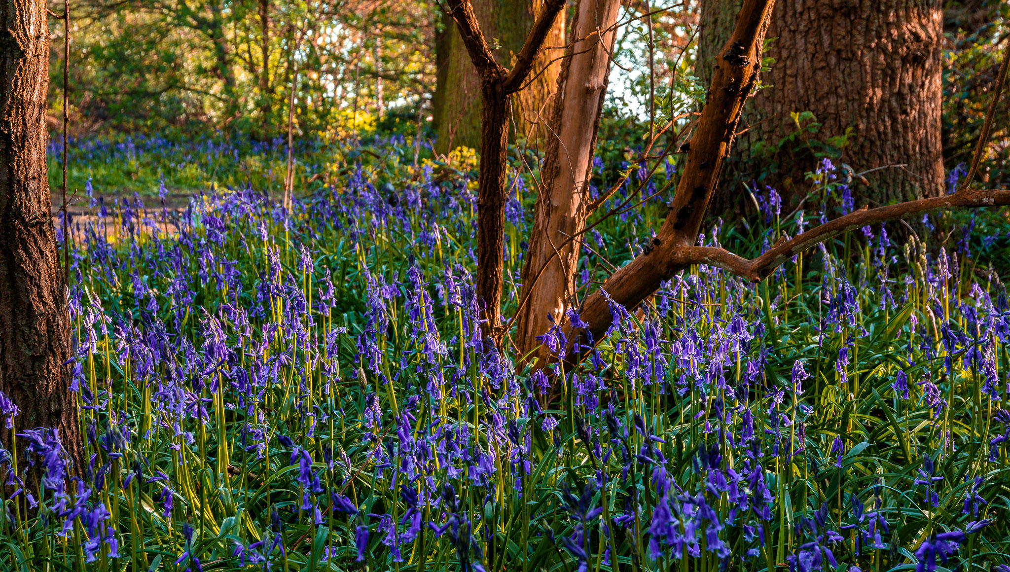 Burton Bushes Bluebells IMG_1259.jpg