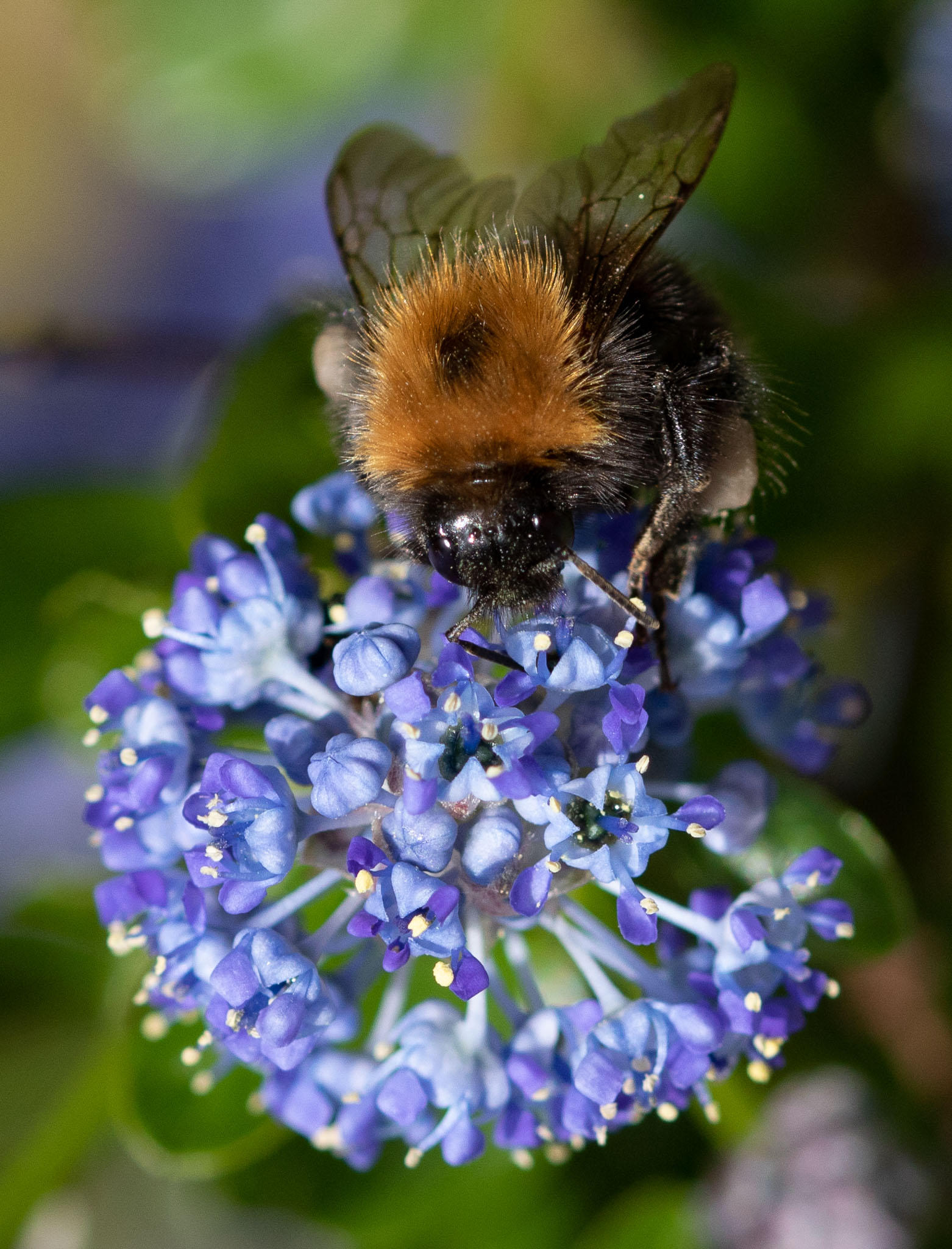 Bee_on_Ceanothus_IMG_5917.jpg