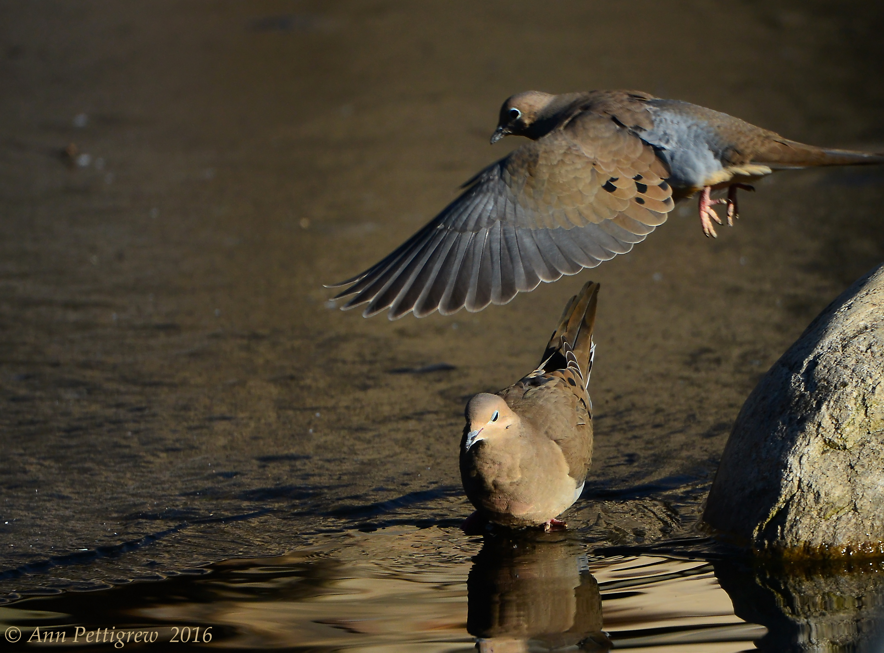 Mourning Doves 