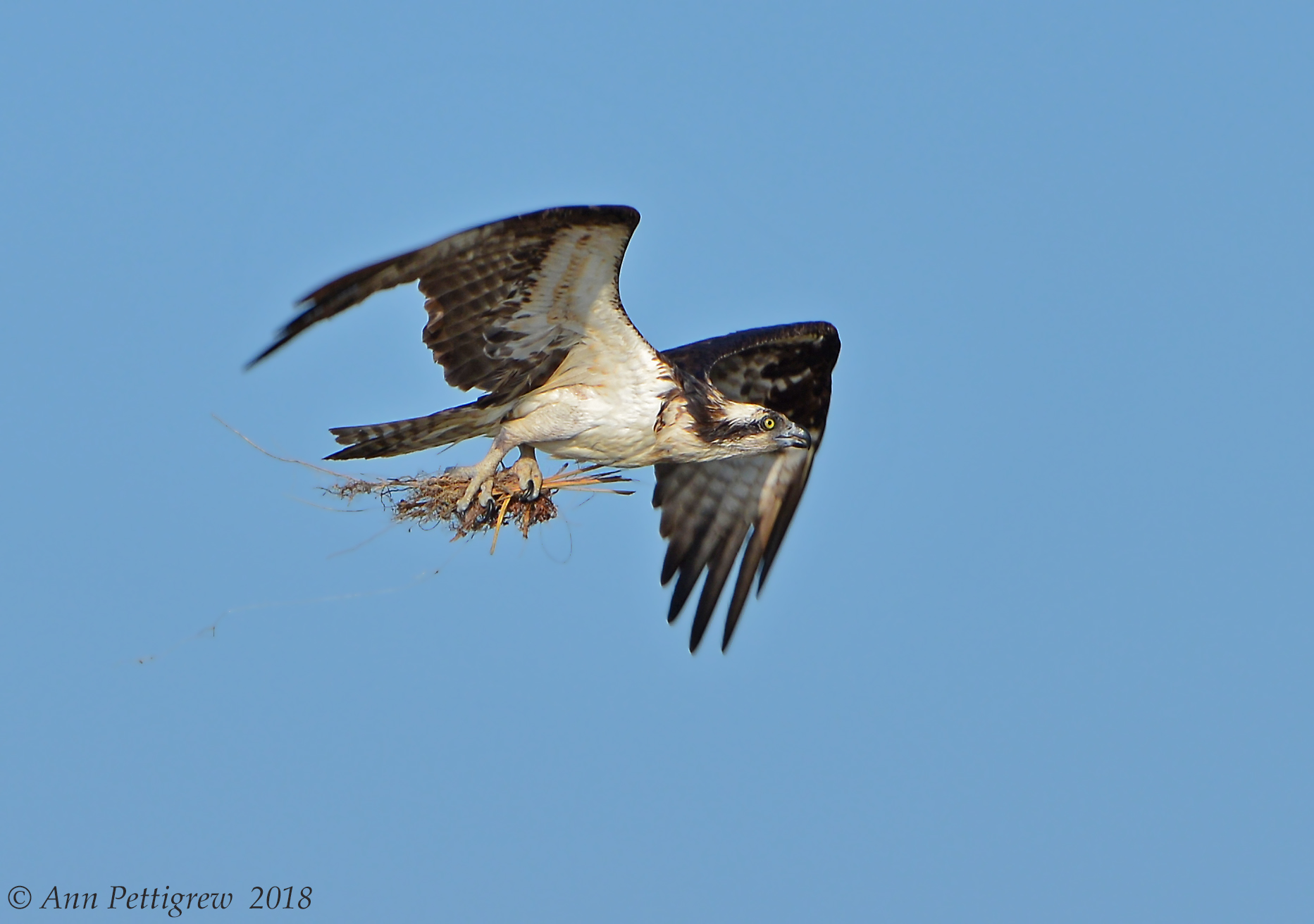 Osprey with Nesting Material