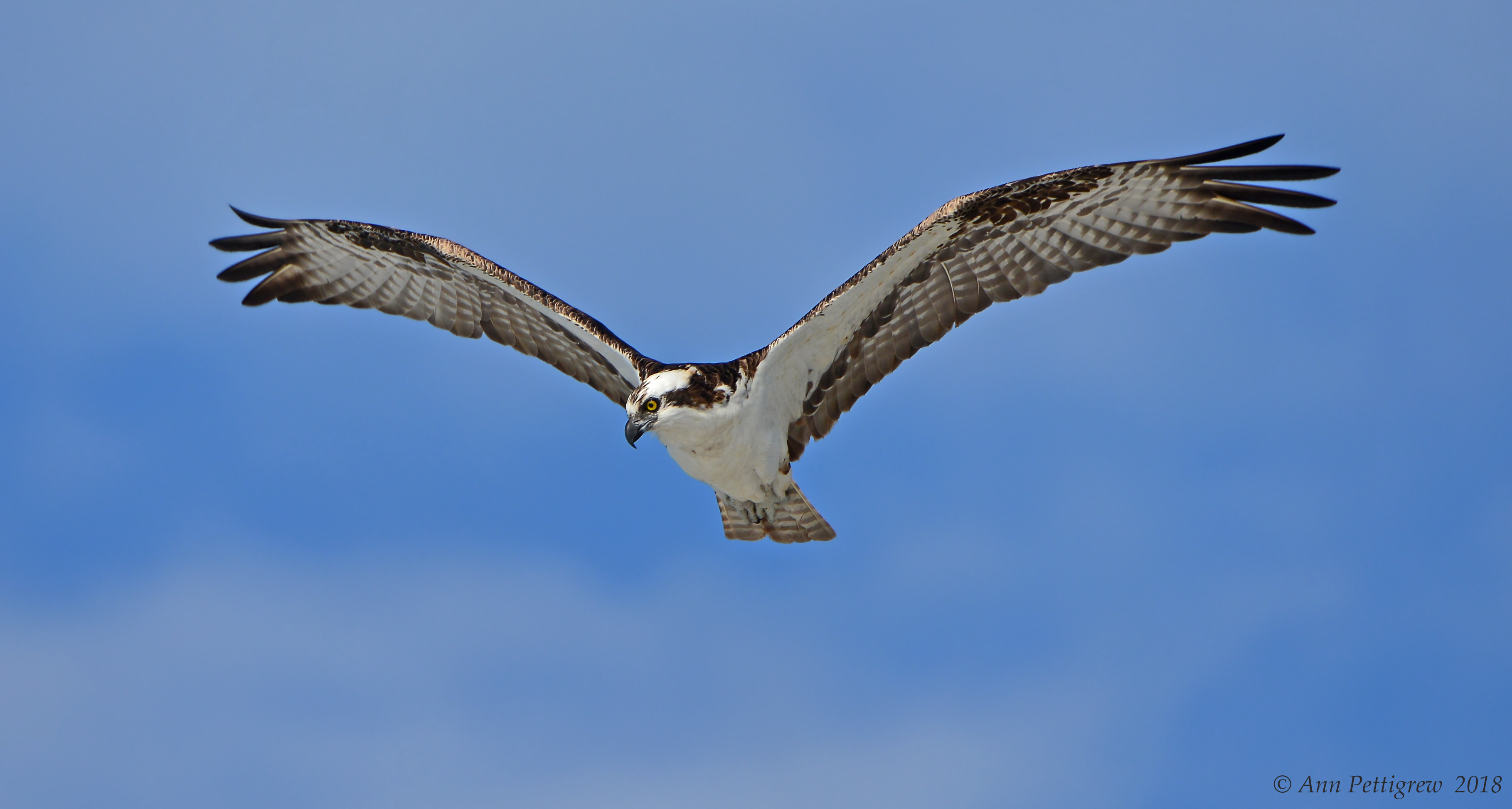 Osprey 