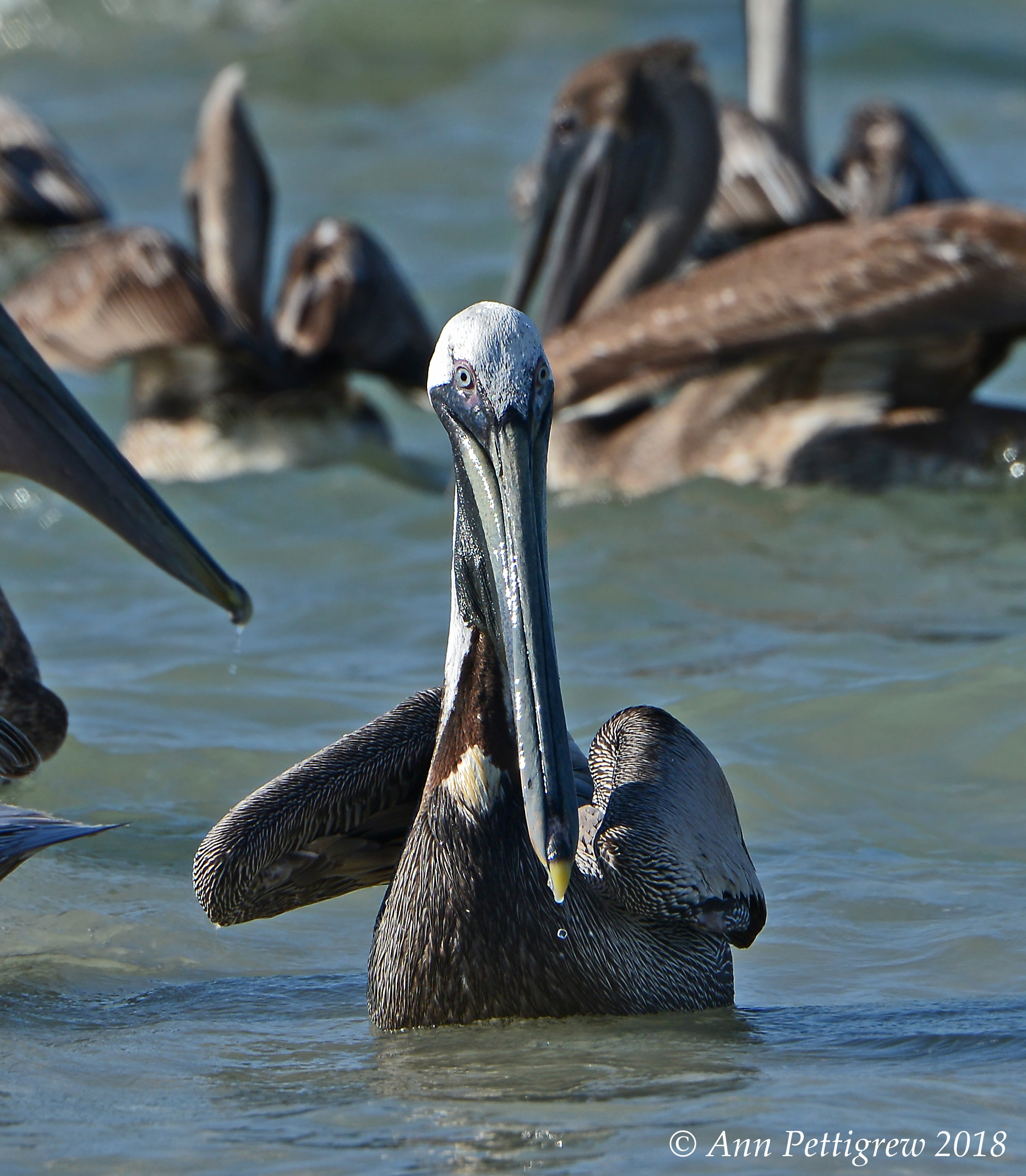 Brown Pelicans