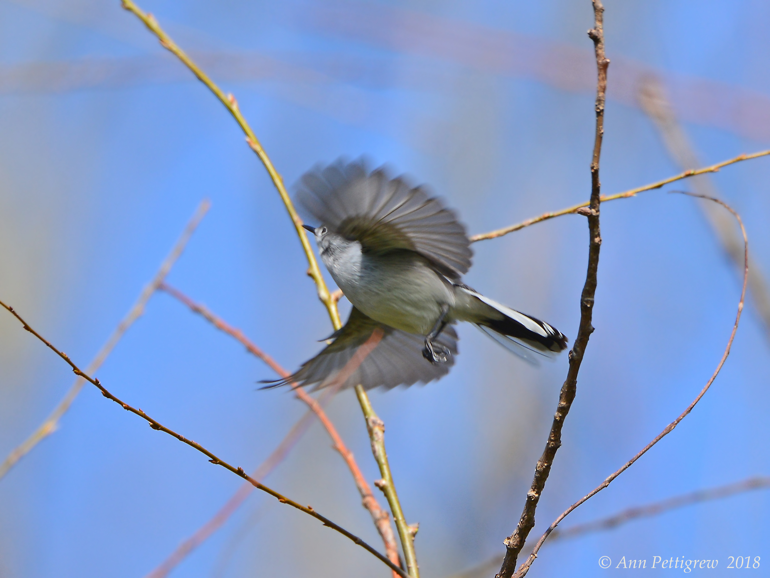 Blue-gray Gnatcatcher