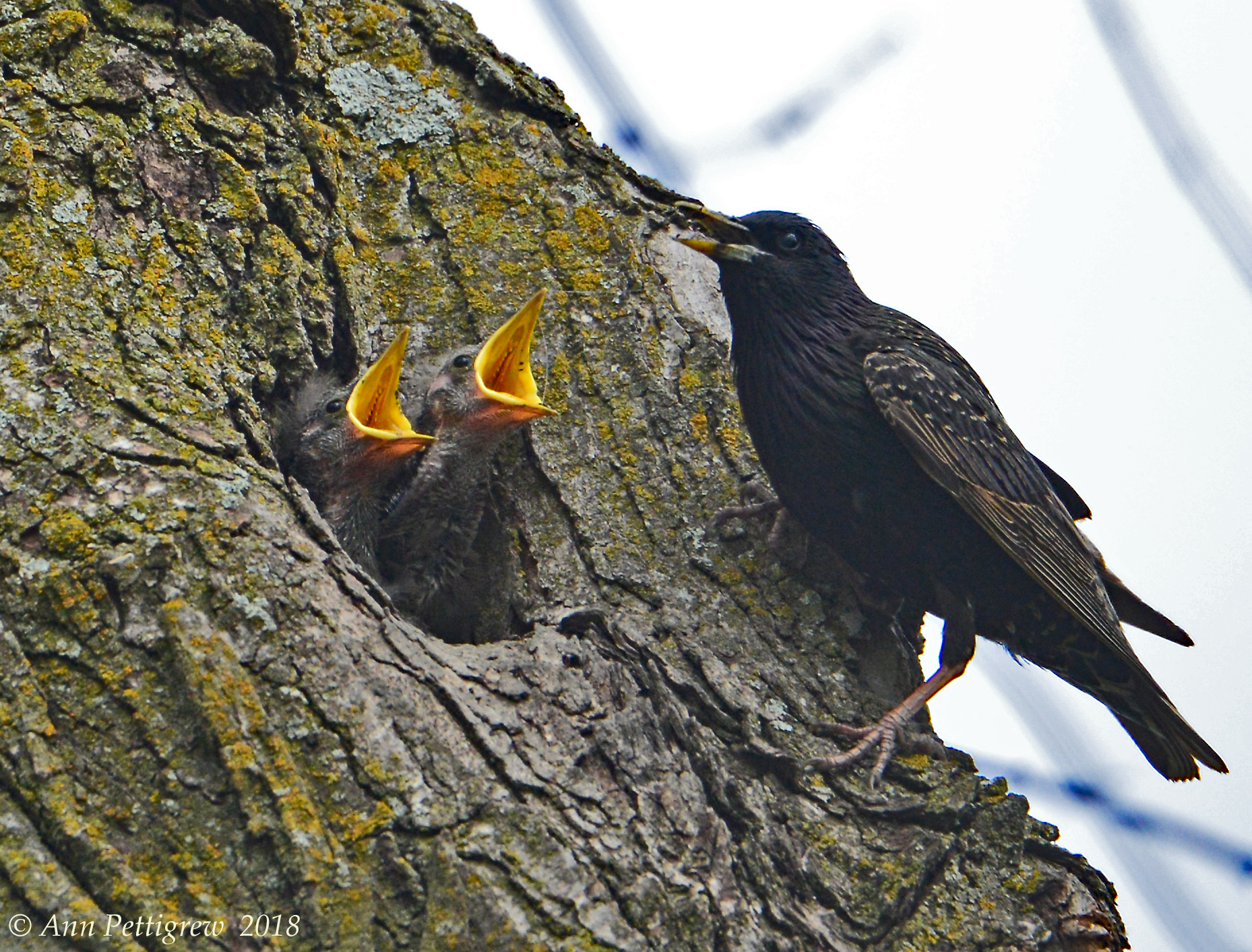 European Starlings