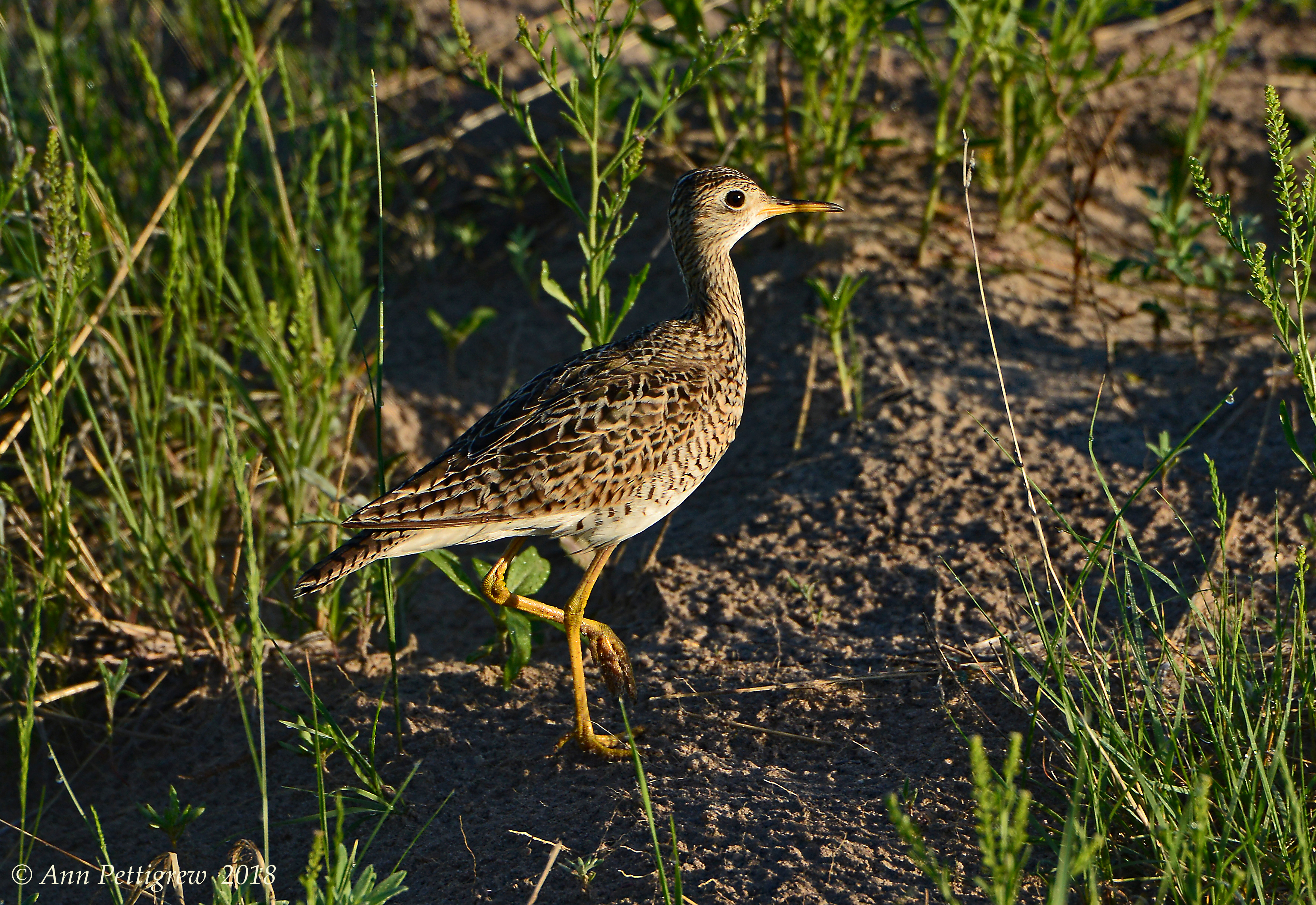 Upland Sandpiper