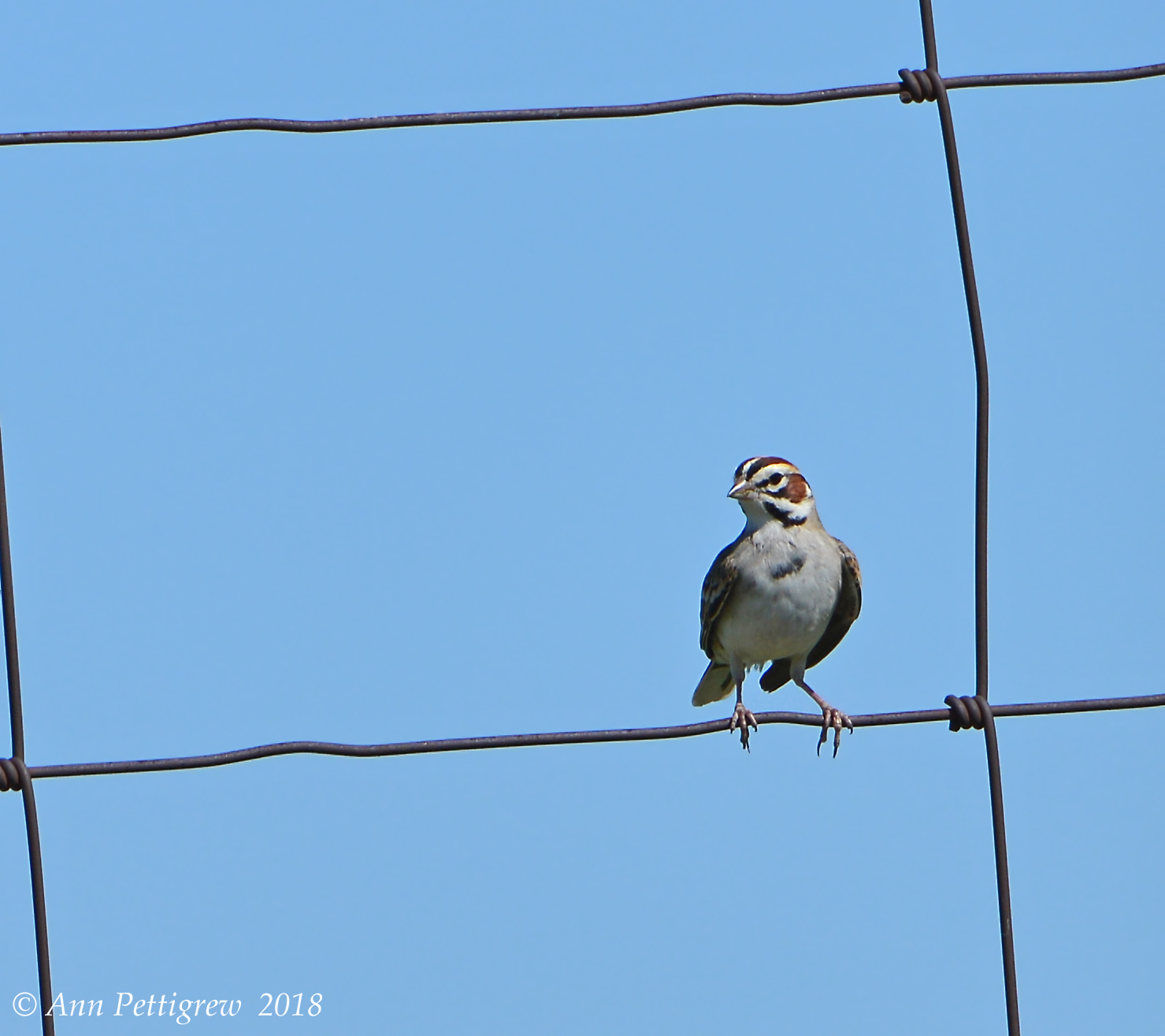 Lark Sparrow