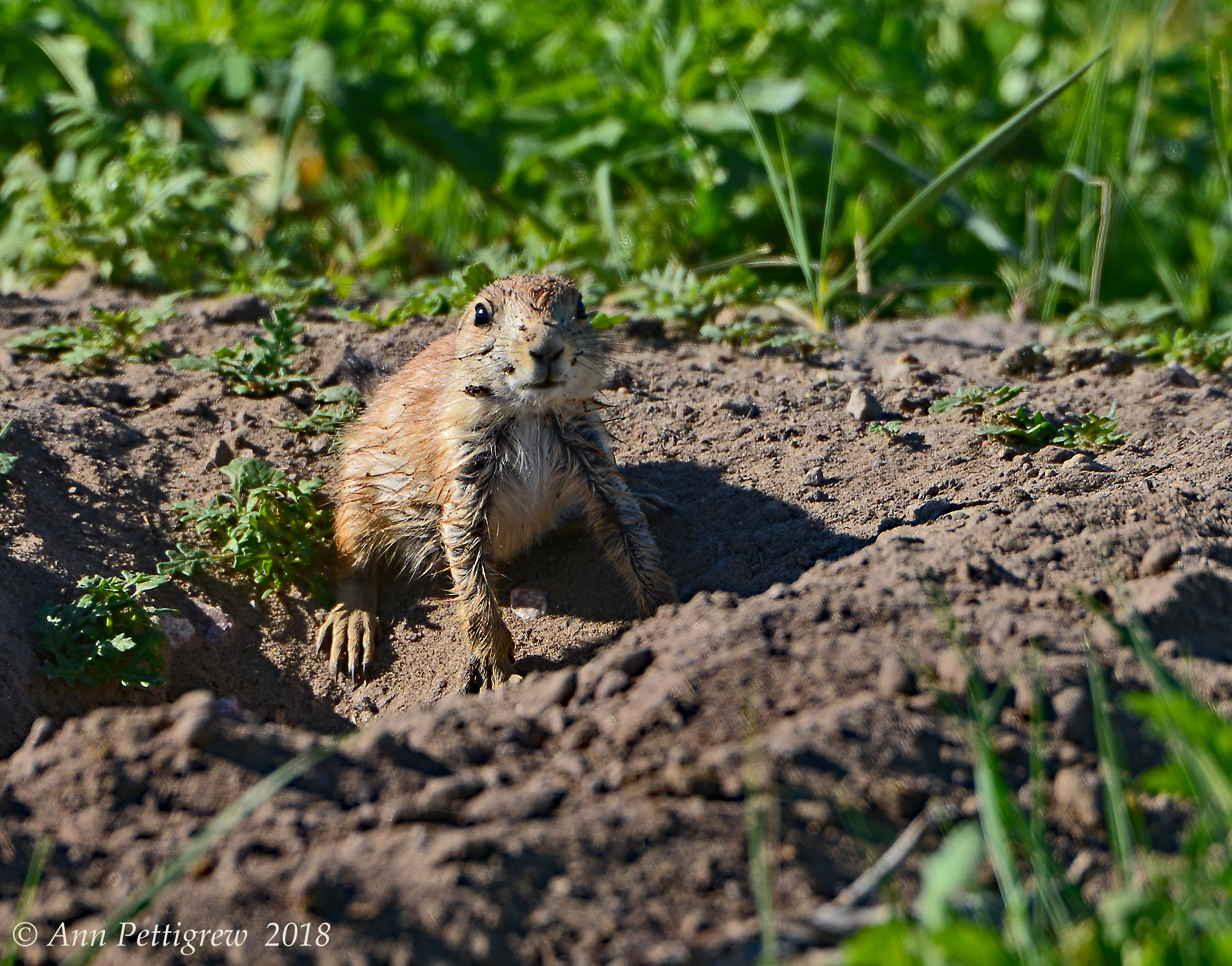 Black-tailed Prairie Dog