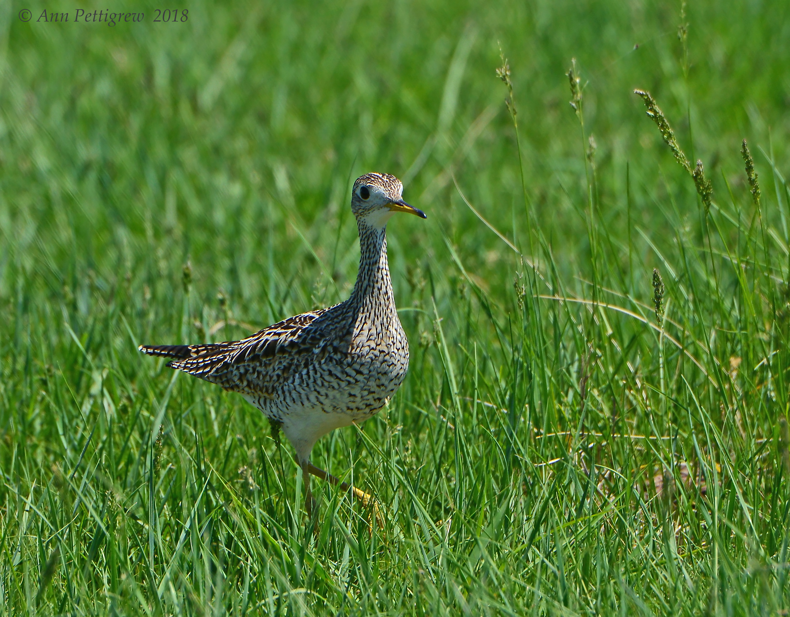 Upland Sandpiper