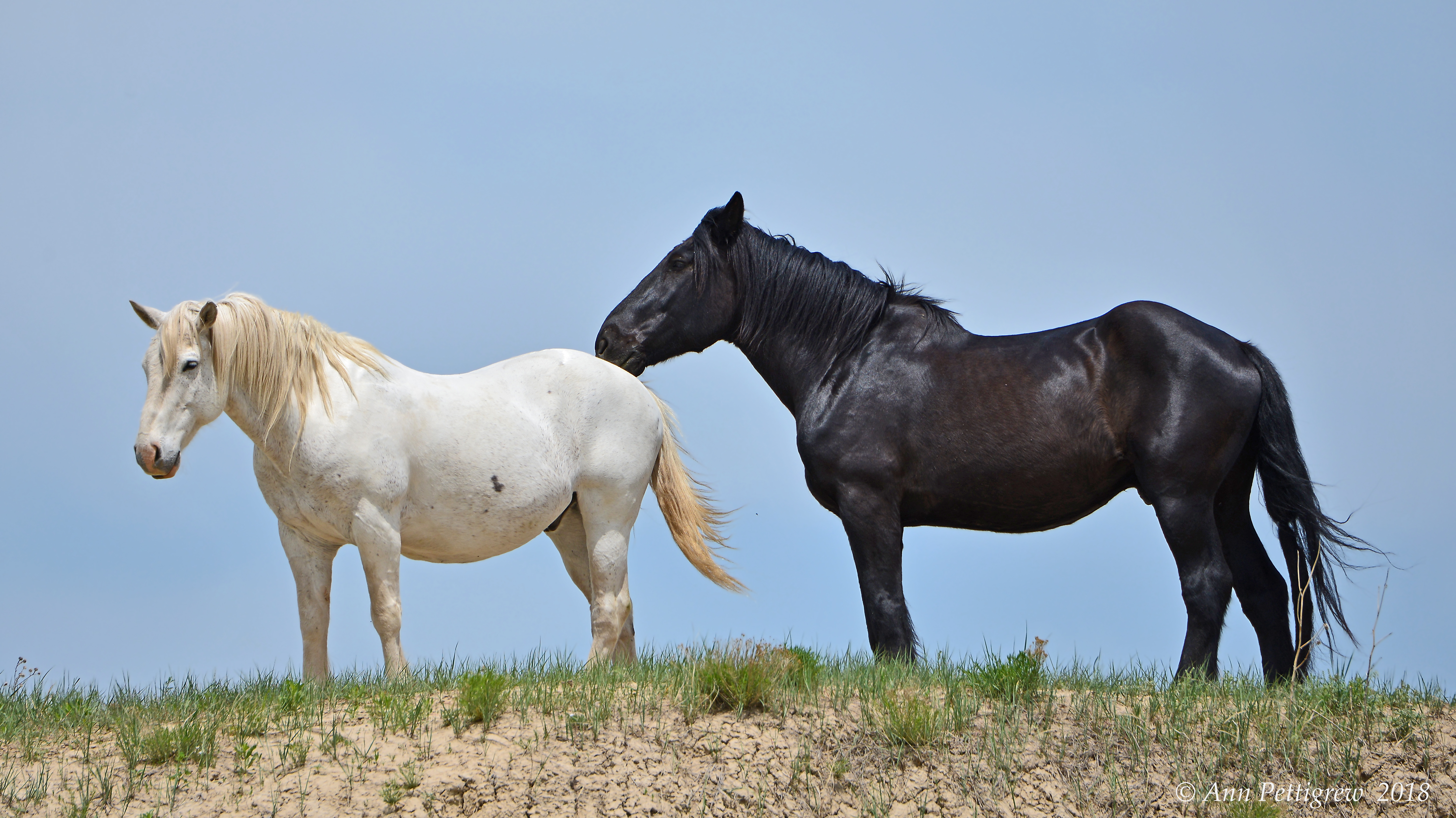 Two Geldings