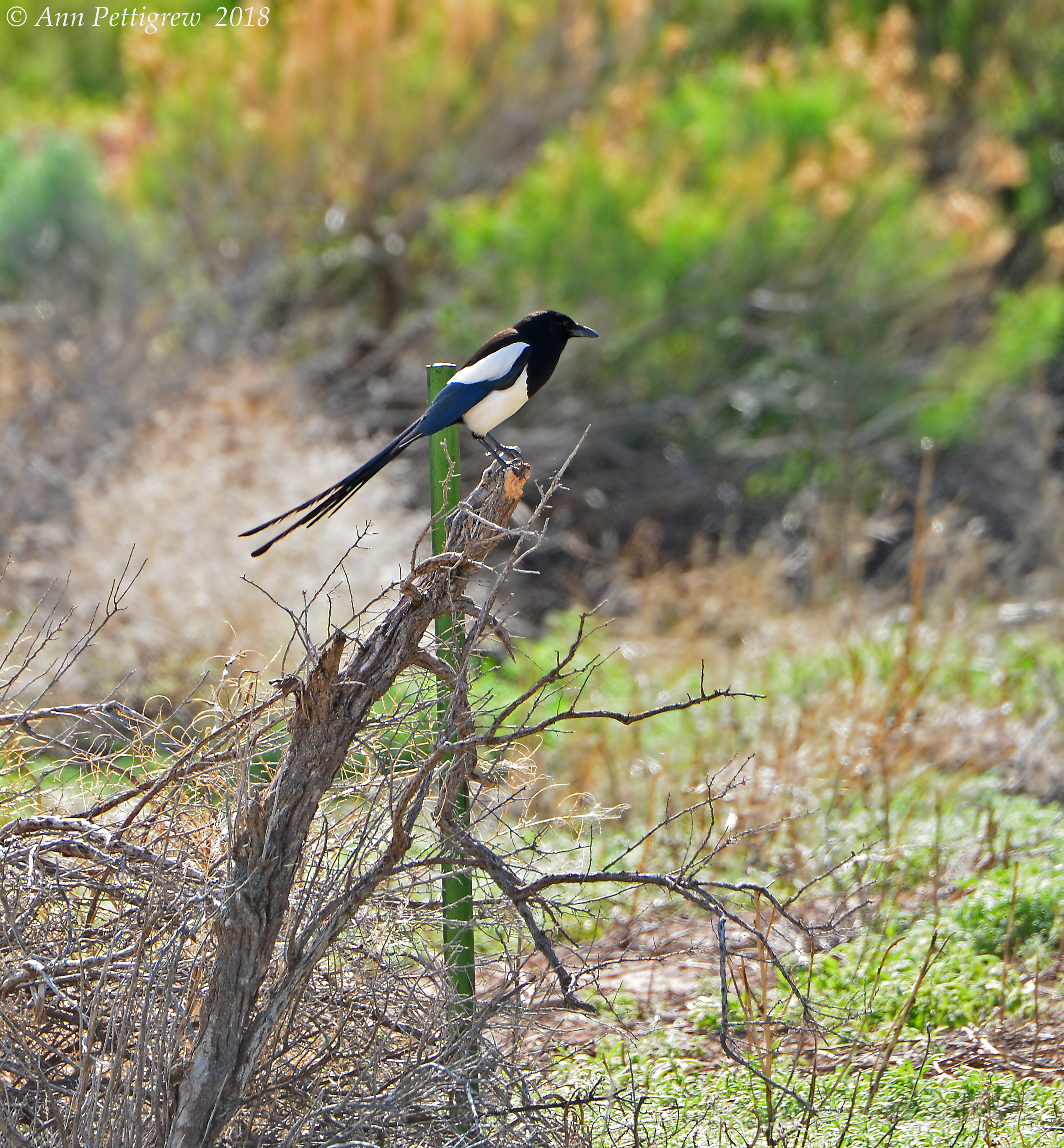 Black-billed Magpie