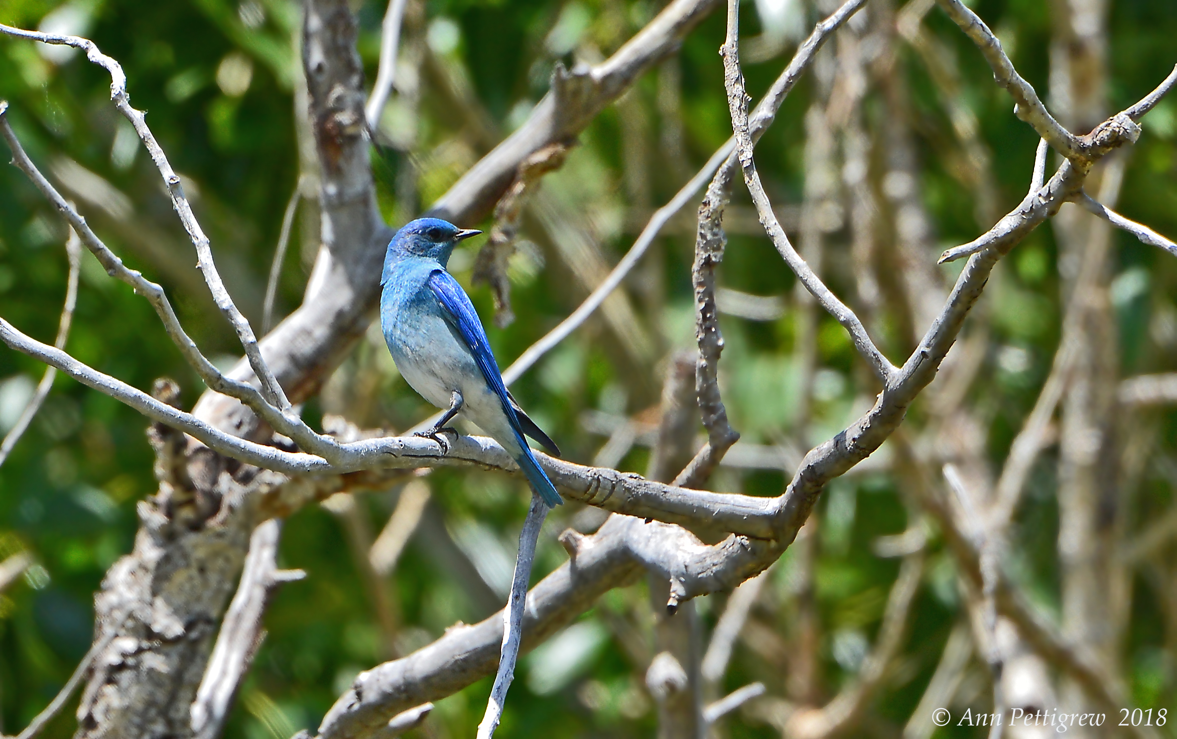 Mountain Bluebird