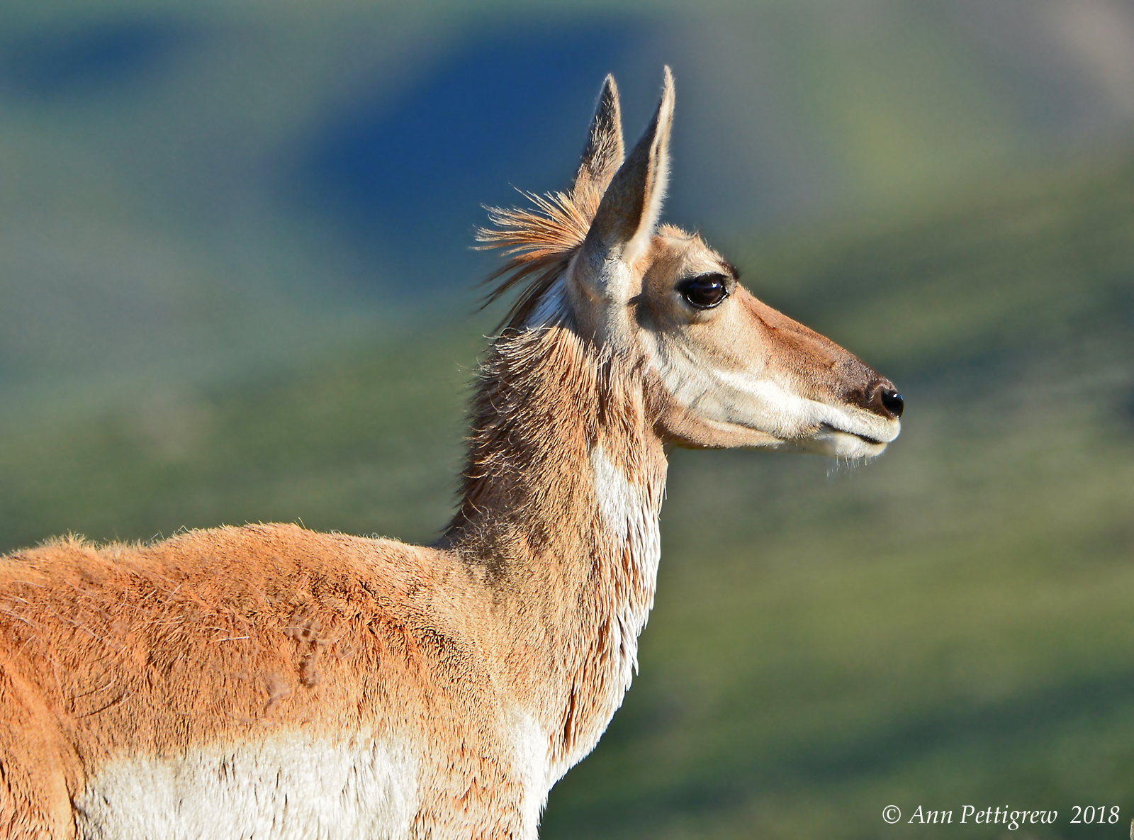 Pronghorn Doe