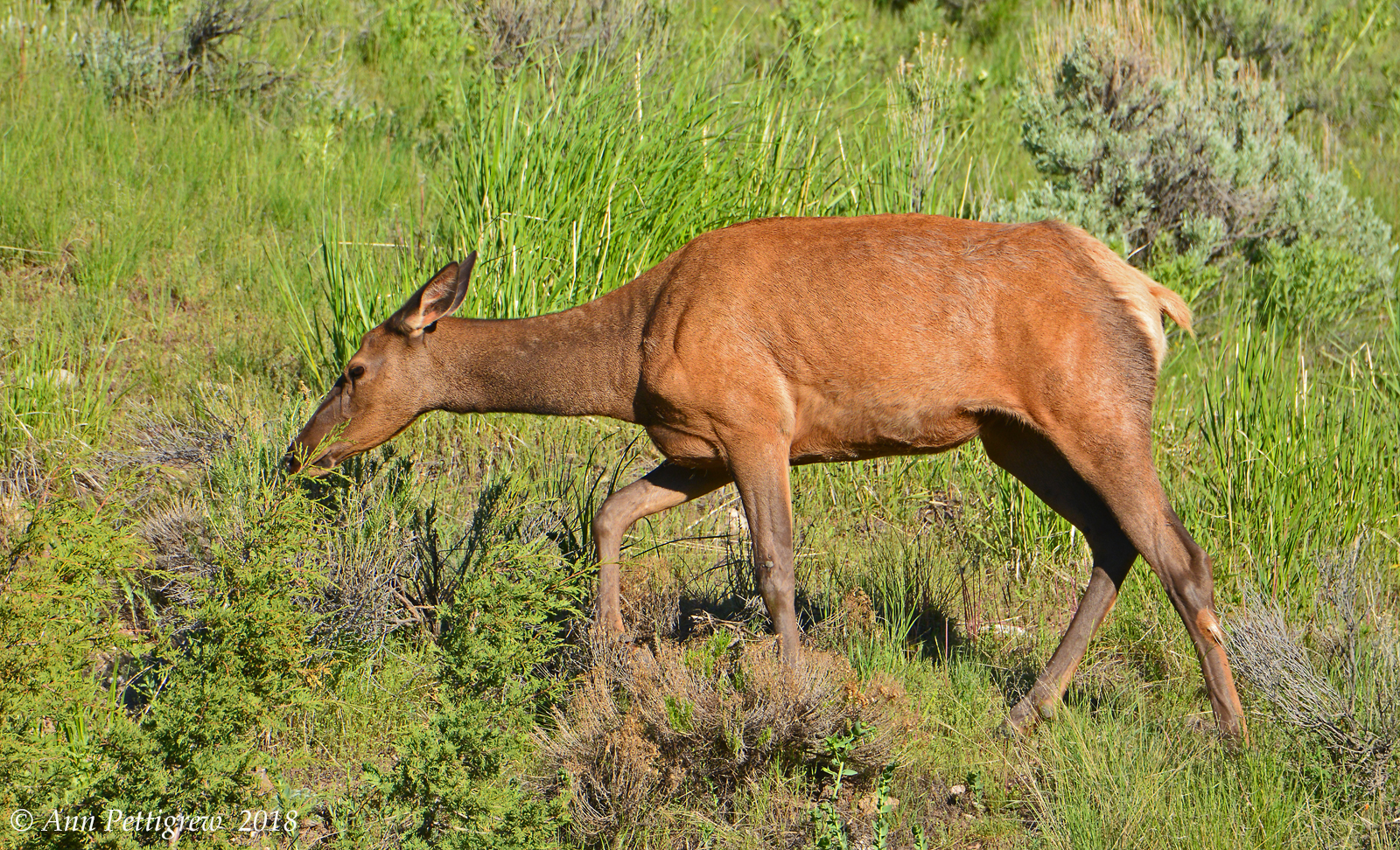 Grazing Elk