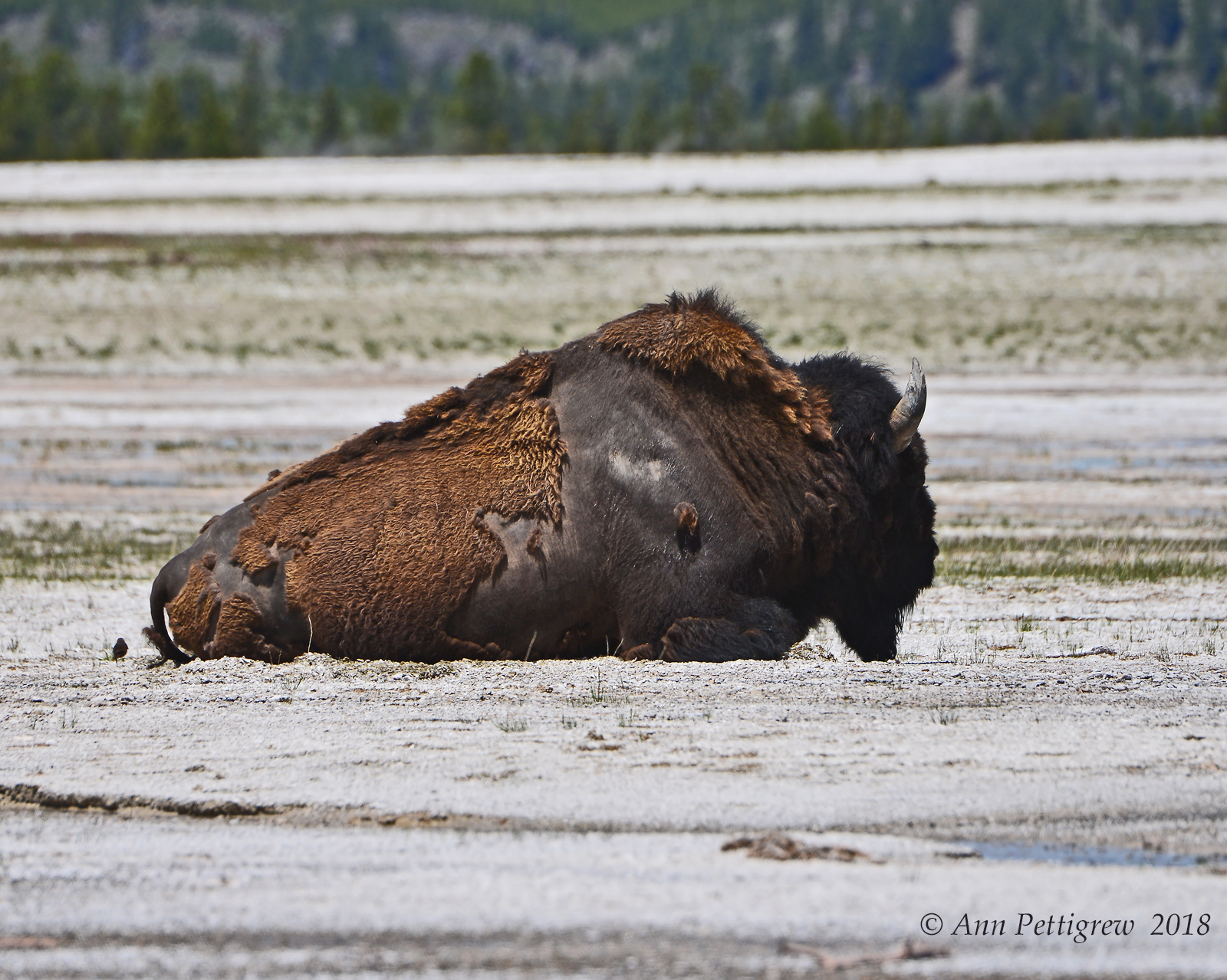 Resting Bull Bison