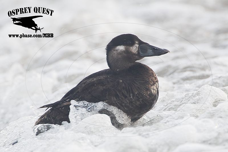 _X1D1503 Surf Scoter.jpg