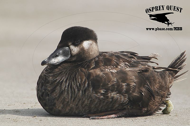 _X1D5740 Surf Scoter defecating.jpg