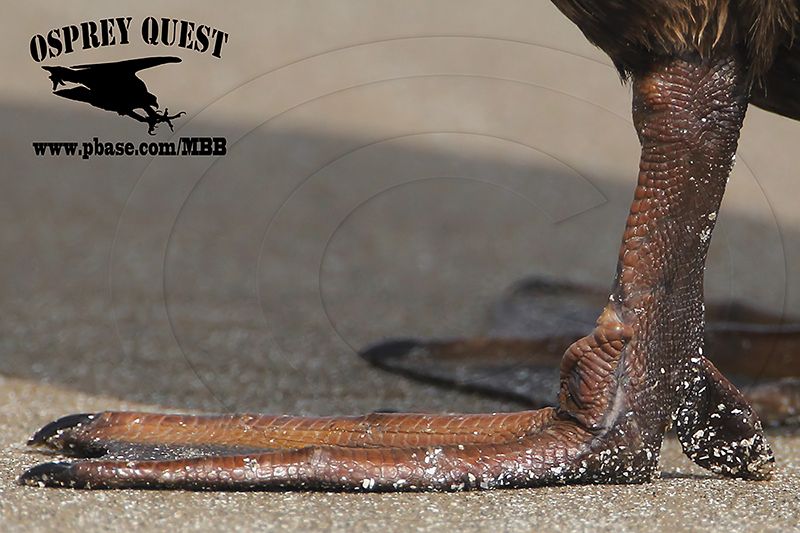 _X1D5846 Surf Scoter leg.jpg