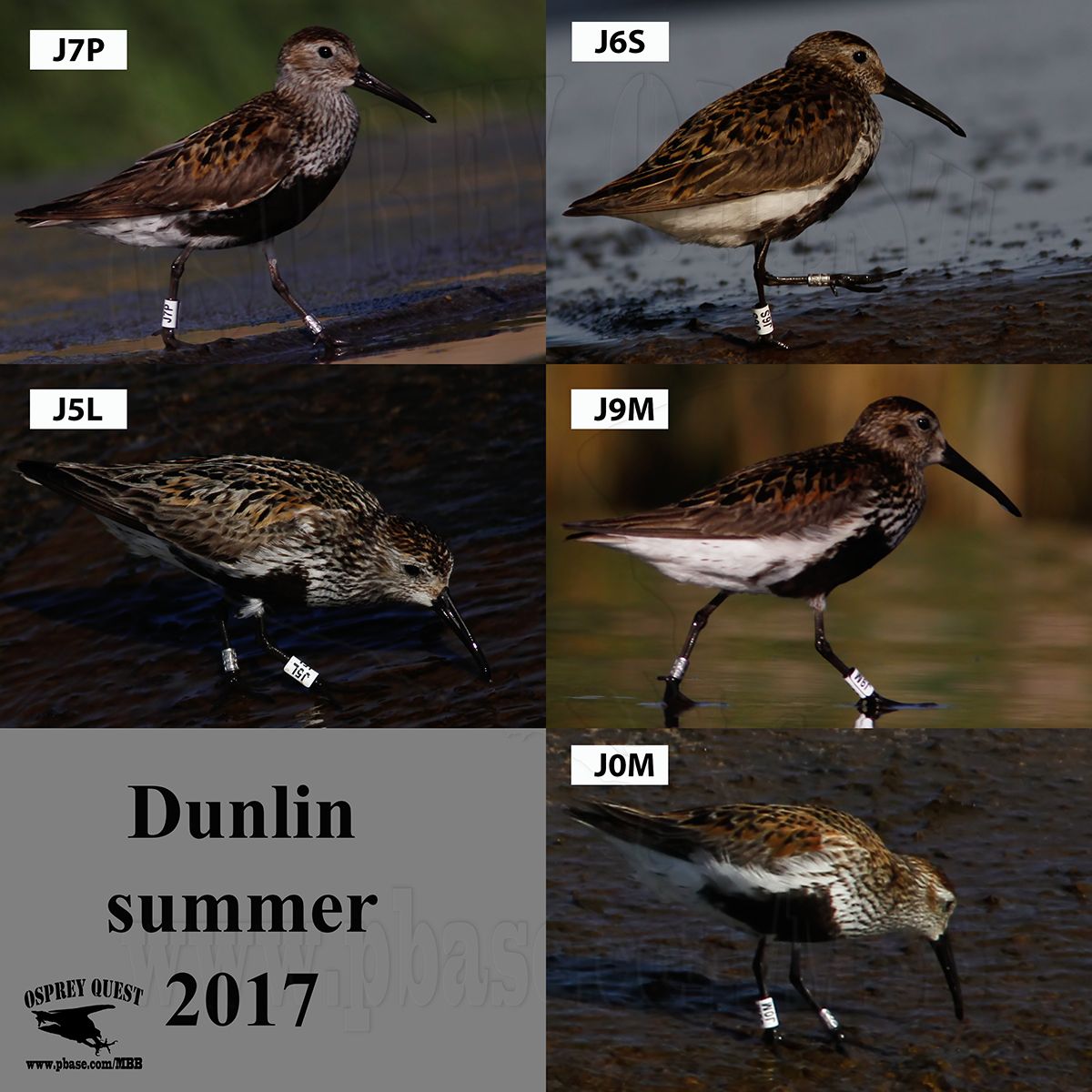 Dunlin BANDED J7P J6S J5L J9M J0M.jpg