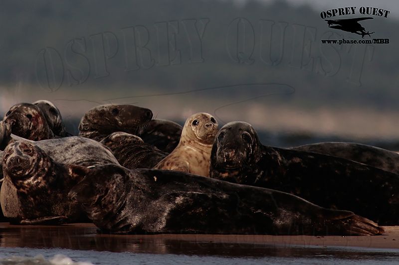 _M5A3208 Grey Seal.jpg