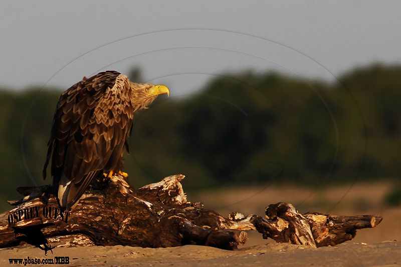 _X1D5115 White-tailed Eagle.jpg