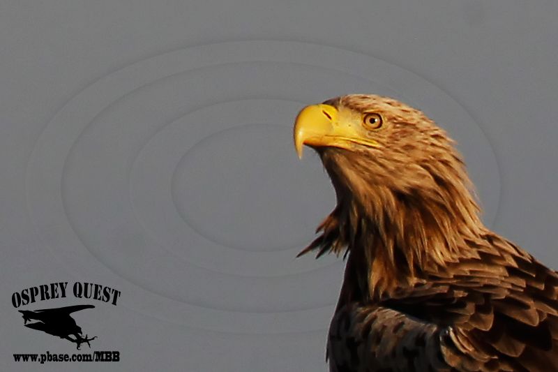 _X1D5173 White-tailed Eagle.jpg